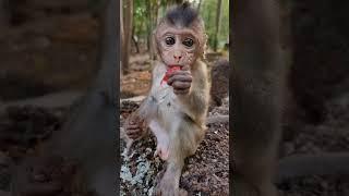 Daily update cute baby monkey and good mom #shorts