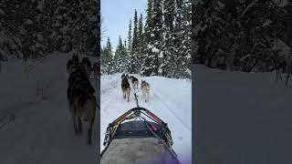 Dogs sledding ( Alaska)#snow #trending #travel #trend#lifestyle#alaska