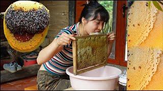 Enjoy the taste of raw honey as a gift from nature / Ana Bushcraft - Off grid Life