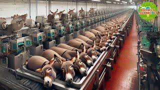 Donkey Farming: The World's Largest Donkey Farm. Amazing Modern Donkey Farming and Donkey Products