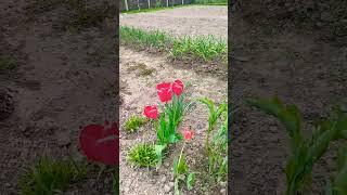 весна #жизньпенсионера