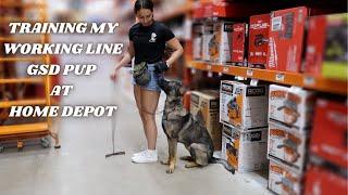  Training + Socialization  with my  10 Month Old Working Line GSD