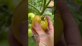 Here’s how to keep your tomato harvest pest free! —    #gardentips #garden101