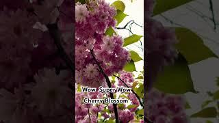 Why you are so beautiful? #spring2024  #cherryblossomchannel  #watchmychannel #shorts #subscribers