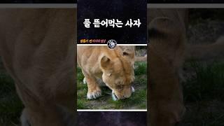 사자가 풀을 뜯어먹는 이유?