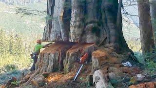 Largest Felling Cedar Tree Skills using Husqvarna Chainsaw - Fastest Tree Cutting Down so Dangerous