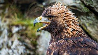 The Brutal Mountains and Wildlife of Wild Great Britain | Our World