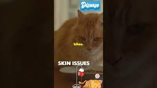 Cat Health Issues #10 Skin Issues Allergies, Infections & Parasites!