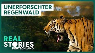 Doku: In den Tiefen des Atlantischen Regenwalds | Real Stories Deutschland