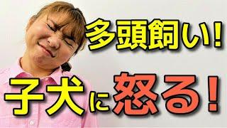 【犬 多頭飼い】犬の多頭飼いの注意点 先住犬と子犬が仲良くなるために【犬のしつけ＠横浜】byドッグトレーナーエマ