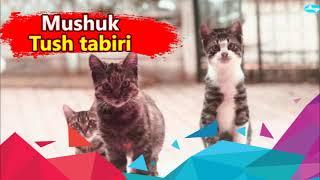 mushuk tushda - tush tabiri mushuk korsa -  tush tabiri mushuk bolasi - туш табири мушук