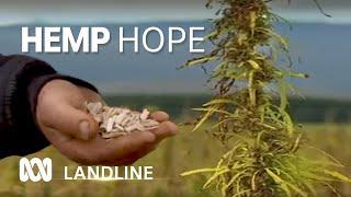 Aussie farmers learn to harvest hemp,  'toughest plant on the planet'  | Landline | ABC Australia