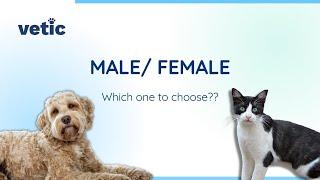 Choosing the right pet gender l Male vs Female Pets l Myths about female pet breeds.