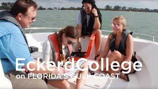 Eckerd College Dolphin Project