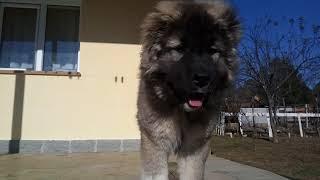 კავკასიური ნაგაზი, Caucasian (GEORGIAN) Shepherd  +995 555 73 40 73