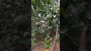 Làm Giàu Từ Trồng Bưởi Diễn, Cam Canh Chuẩn Phú Diễn, Sai Quả: 0962392038