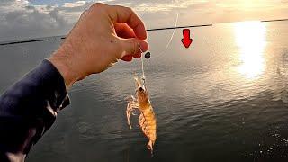 I Tossed a LIVE SHRIMP along This Seawall and CAUGHT DINNER