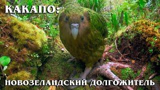 KAKAPO: A prehistoric flightless parrot with the smell of honey | Interesting facts about parrots