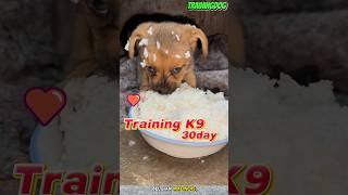  training dog #dog #malinois #belgiummalinois #puppy #dogtraining #germanshepherd