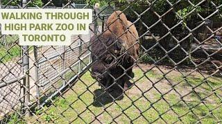 I Went to High Park Zoo, and It Surprised Me