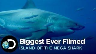 The Biggest Great White Ever Filmed | Island of the Mega Shark