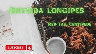 Rhysida longipes #redtailcentipede #exoticpets #all