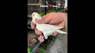 #agapornis #lovebird #mutation Albino lovebird Agapornis Fischeri