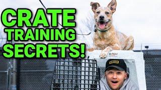 The TRUTH about crate training your dog!