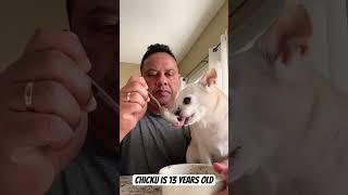 Chihuahua Dog  ️ love