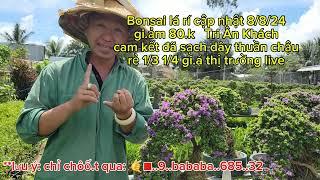 Bonsai Lá Rí 6 năm Tuổi Giá 1/3 mà còn Giảm 80 0933368532linhsamnuitraihuonguyetquehongocmaichieu