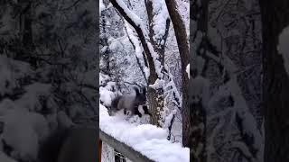 БІЛКА НА ЗАСНІЖЕНИХ ГІЛКАХ #animals