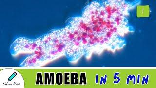 Amazing Amoeba Facts  - Microbes | Structure, Movement & More!