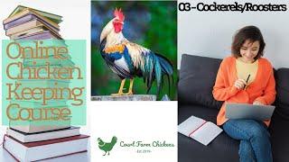 Cockerels, Roosters and Trans Chickens! (Spontaneous sex reversal) - Chicken Keeping Course Part 3