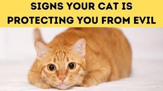 How Do Cats Protect Their Owners? Proofs Your Cat Might Be Protecting You From Negative Energy! 