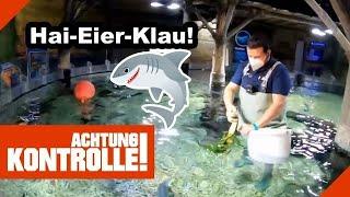 Hai-Eier-Klau!  Aquarium-Pflege im SEA LIFE! |1/2| Kabel Eins |Achtung Kontrolle