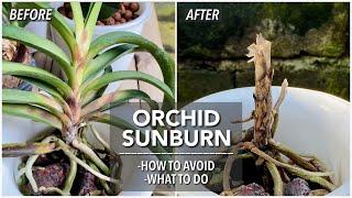 SUNBURN ON ORCHIDS | Can Sunburn Kill An Orchid | How To Avoid Orchid Sunburn | Orchids in Bloom