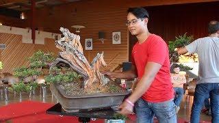 Michael Tran creating a Taxus Bonsai