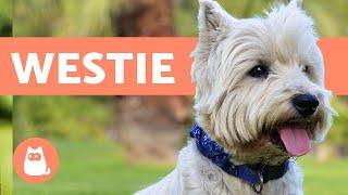 West Highland White Terrier- caratteristiche e cure