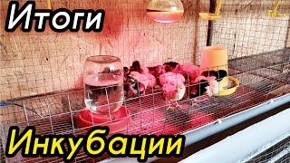 Инкубация куриных яиц в домашних условиях