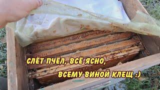 пчеловодство, Слёт пчел, все ясно, всему виной клещ!!  ))))))))))