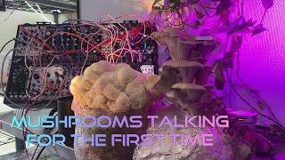 Oyster and Lion’s Mane Mushrooms Talking For The First Time: Mushrooms Play Eurorack Synthesizer