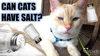 Is SALT or Sodium BAD for Cats? - Cat Lady Fitness