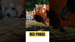 PESONA GEMOY PANDA MERAH #animals #panda