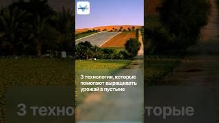 Они делают невозможное: 3 технологии, которые помогают выращивать урожай в пустыне 