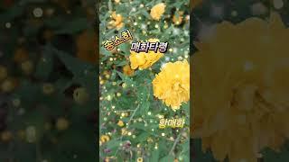 #송소희매화타령#황매화#매화꽃