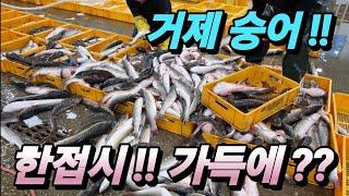 노량진 수산 어시장 방어 모듬 Set 단돈 X만원? 왜 몰랐을까? 준비 과정 공개! 놓치지 마세요! korean fish market channel