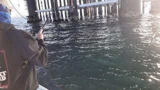 biggest Sargo we will ever catch