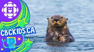 The Sea Otter | Amazing Animals | CBC Kids