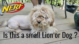 Nerf Battle: Ginger the Lion dog