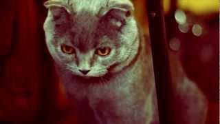 The Cats. Adam